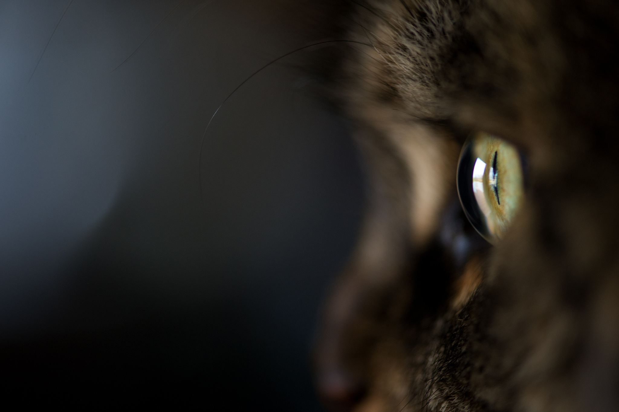 cat, Close up, Cat, Fur, Eyes Wallpaper