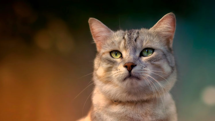 cat, Eyes, Pet HD Wallpaper Desktop Background