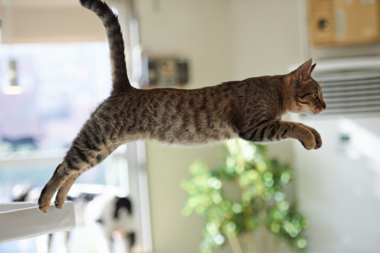 cat, Jump, Room HD Wallpaper Desktop Background