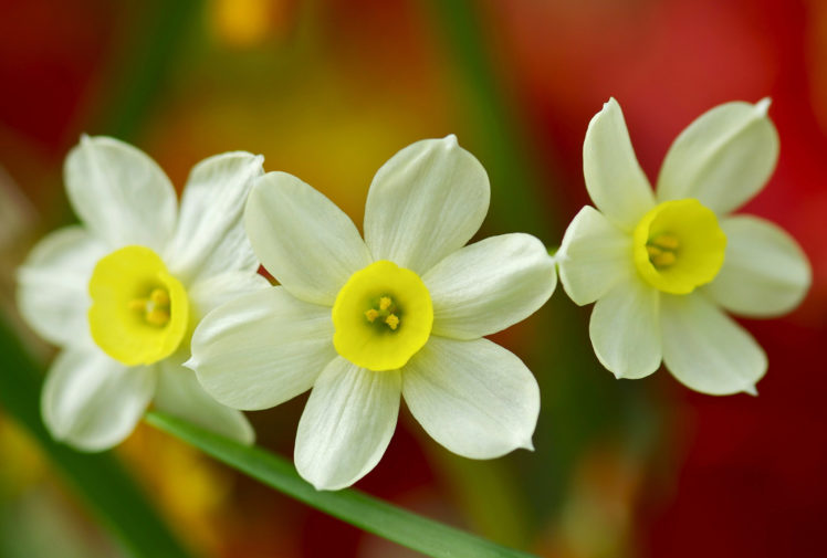 daffodils, Trio, Macro HD Wallpaper Desktop Background