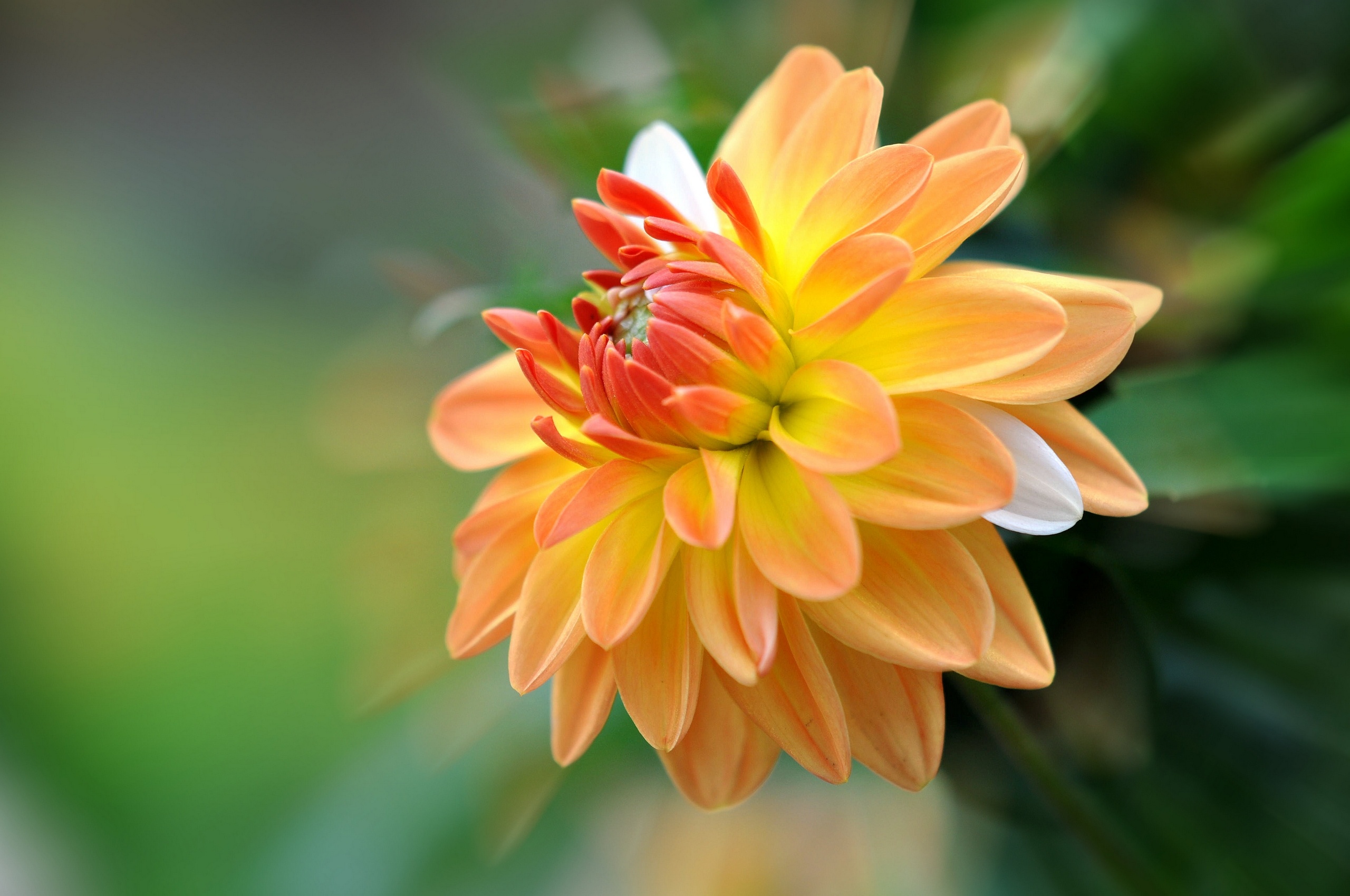 dahlia, Close up, Bokeh Wallpaper