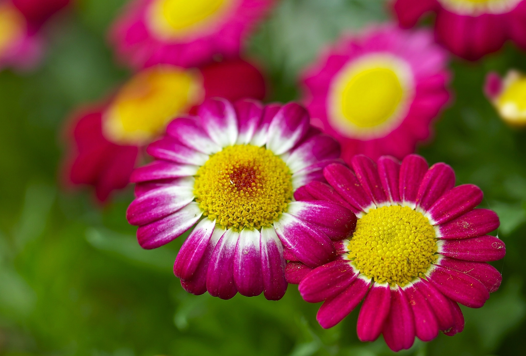 daisies, Bokeh, Close up Wallpaper