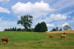 field, Trees, Sky, Kar, Landscape, Cow