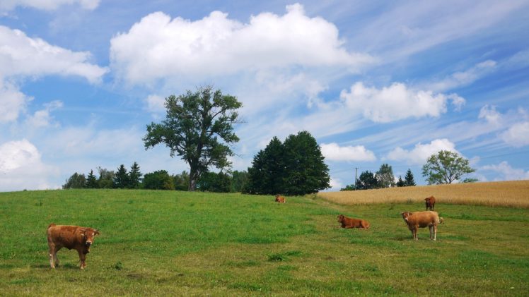 field, Trees, Sky, Kar, Landscape, Cow HD Wallpaper Desktop Background