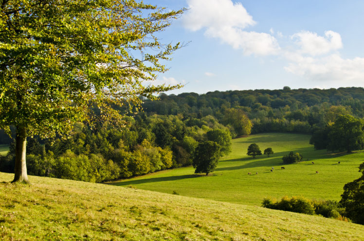 field, Hills, Trees, Landscape, Autumn HD Wallpaper Desktop Background