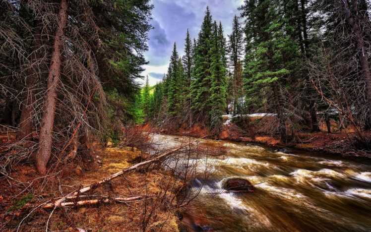 forest, River, Trees, Landscape HD Wallpaper Desktop Background