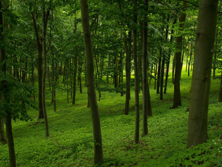 forest, Trees, Nature, Landscape, Mood HD Wallpaper Desktop Background