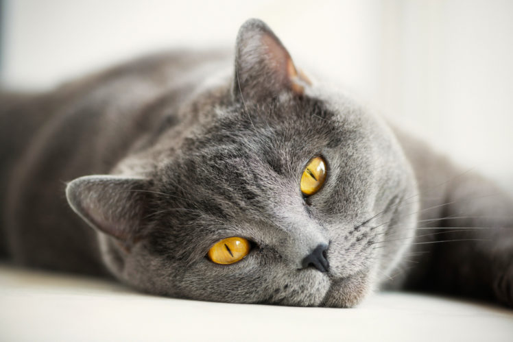 gray, Cat, British HD Wallpaper Desktop Background