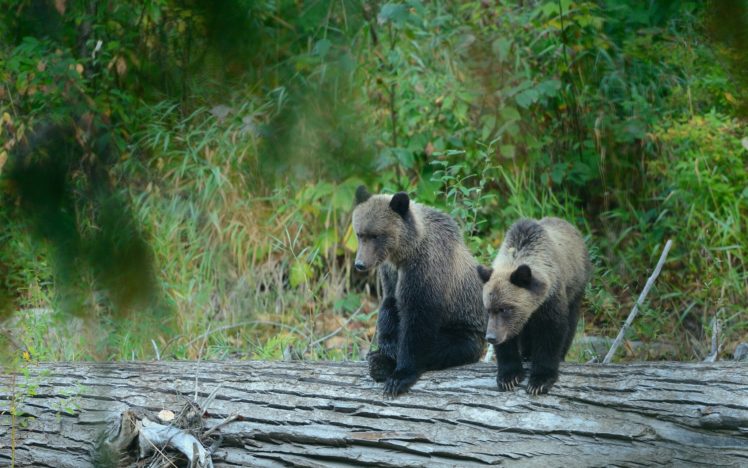 grizzly, Bear, Cubs, Bears, Timber, Wood HD Wallpaper Desktop Background