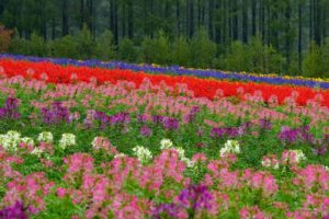 hokkaido, Japan, Flowers, Meadow, Field, Forest, Bokeh