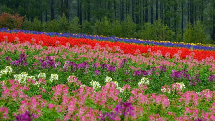 hokkaido, Japan, Flowers, Meadow, Field, Forest, Bokeh HD Wallpaper Desktop Background