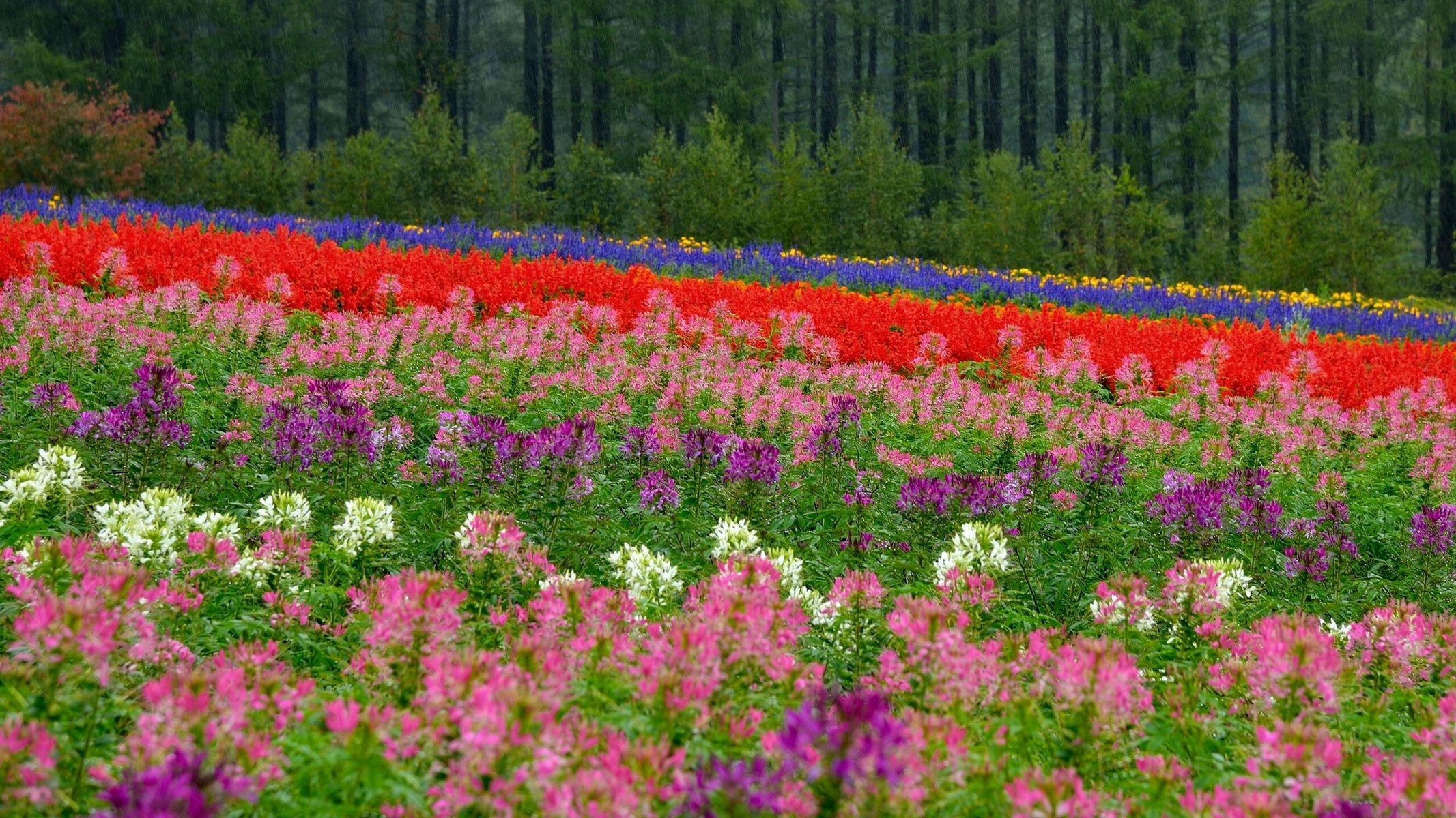 hokkaido, Japan, Flowers, Meadow, Field, Forest, Bokeh Wallpaper