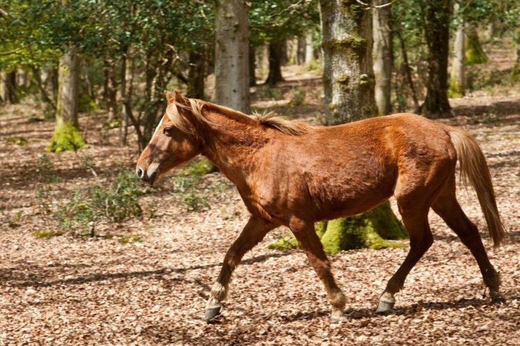horse, Red, Running HD Wallpaper Desktop Background