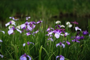 irises, Purple, Lilac, Flowers, Bokeh