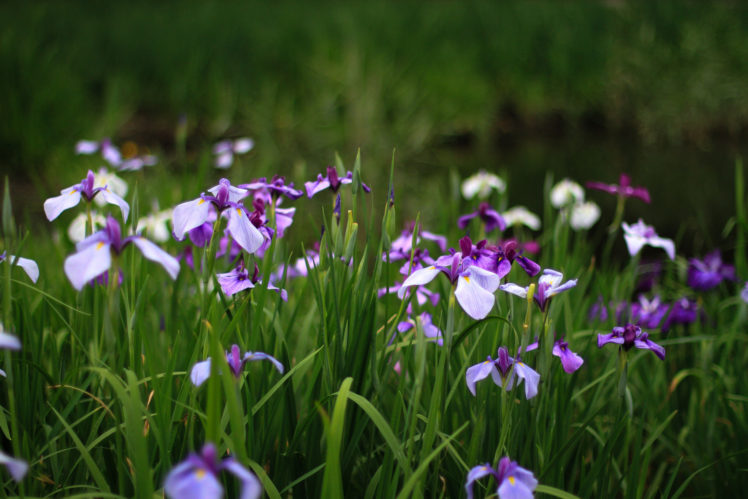 irises, Purple, Lilac, Flowers, Bokeh HD Wallpaper Desktop Background