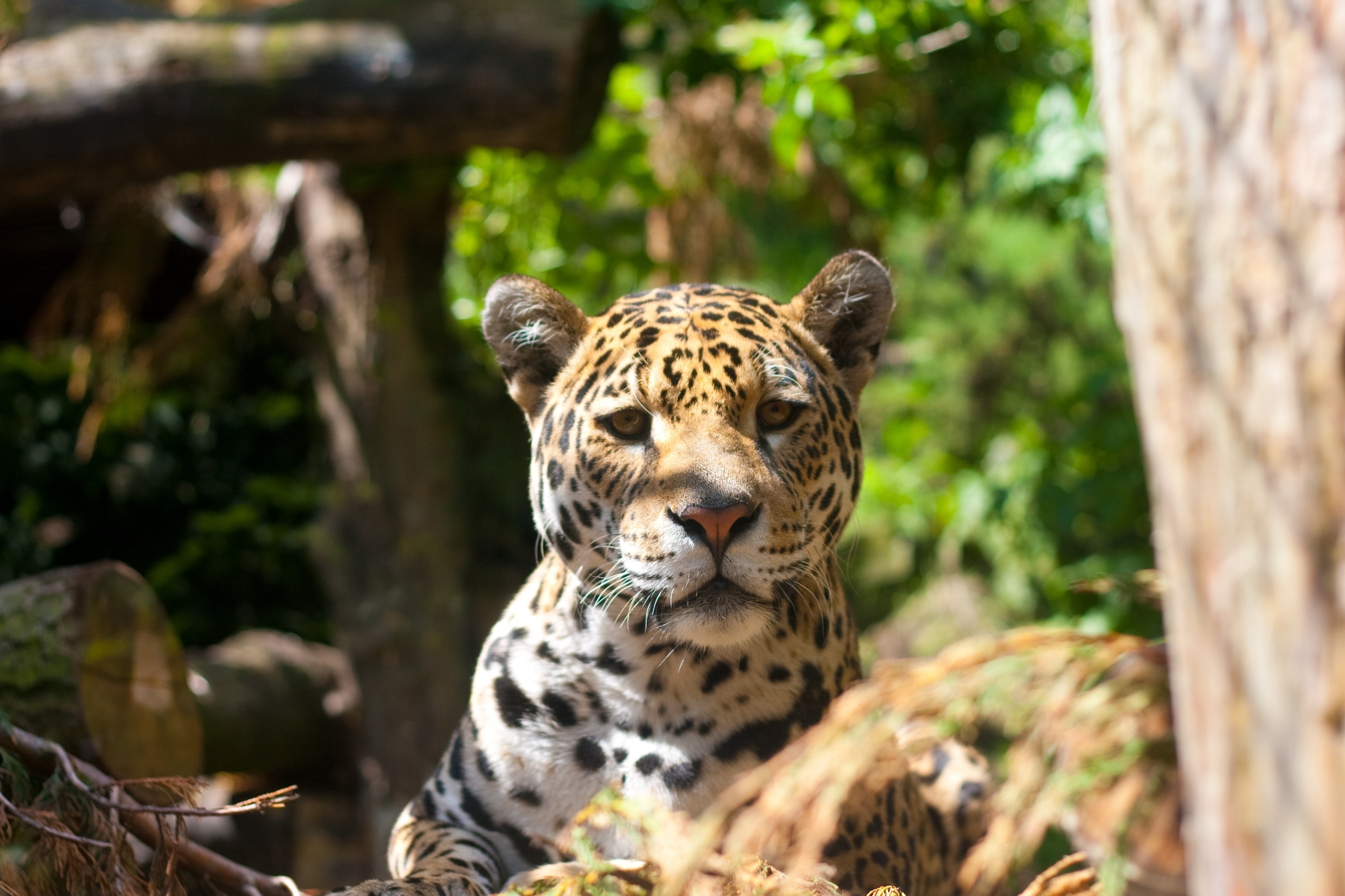 Jaguar Wild Cat Wallpapers Hd Desktop And Mobile Backgrounds