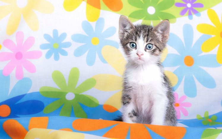 kitten, Baby, Flowers HD Wallpaper Desktop Background
