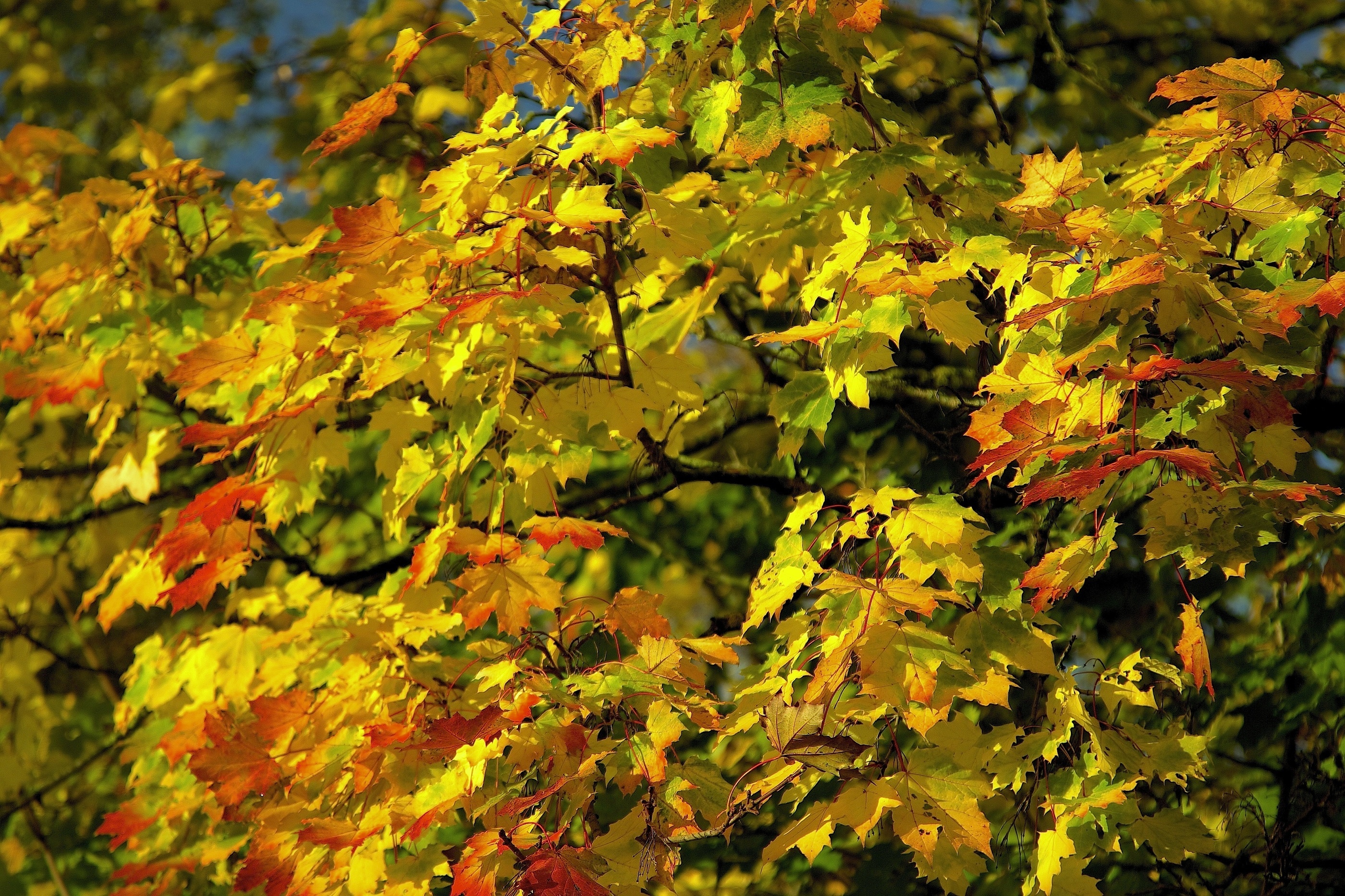 leaves, Colorful, Many, Autumn Wallpaper