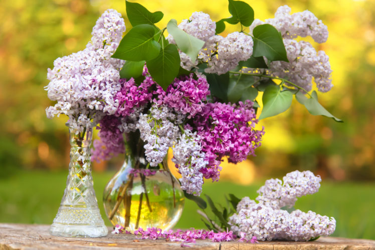lilac, Bouquet, Vase, Bokeh HD Wallpaper Desktop Background