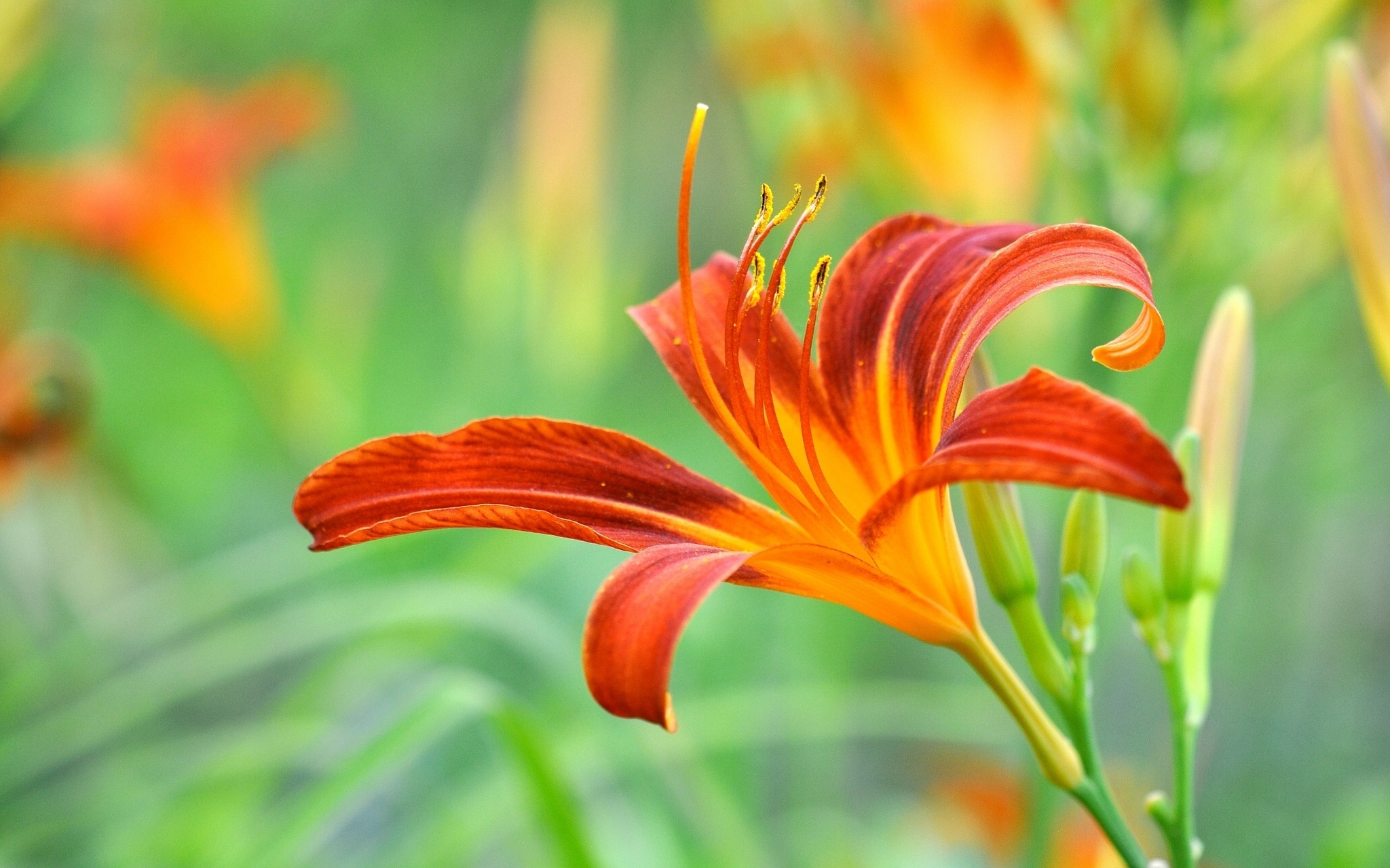 lily, Petals, Macro, Bokeh Wallpaper