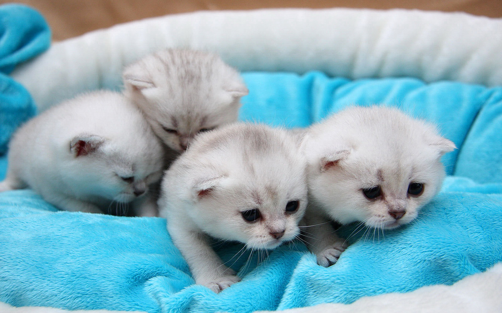 kittens Wallpaper