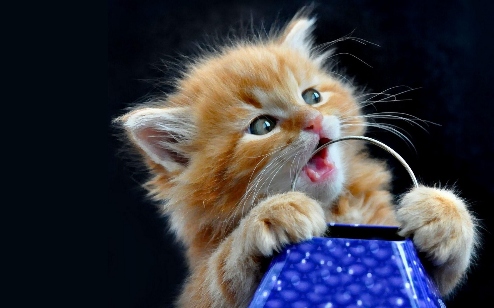 kitty Wallpaper