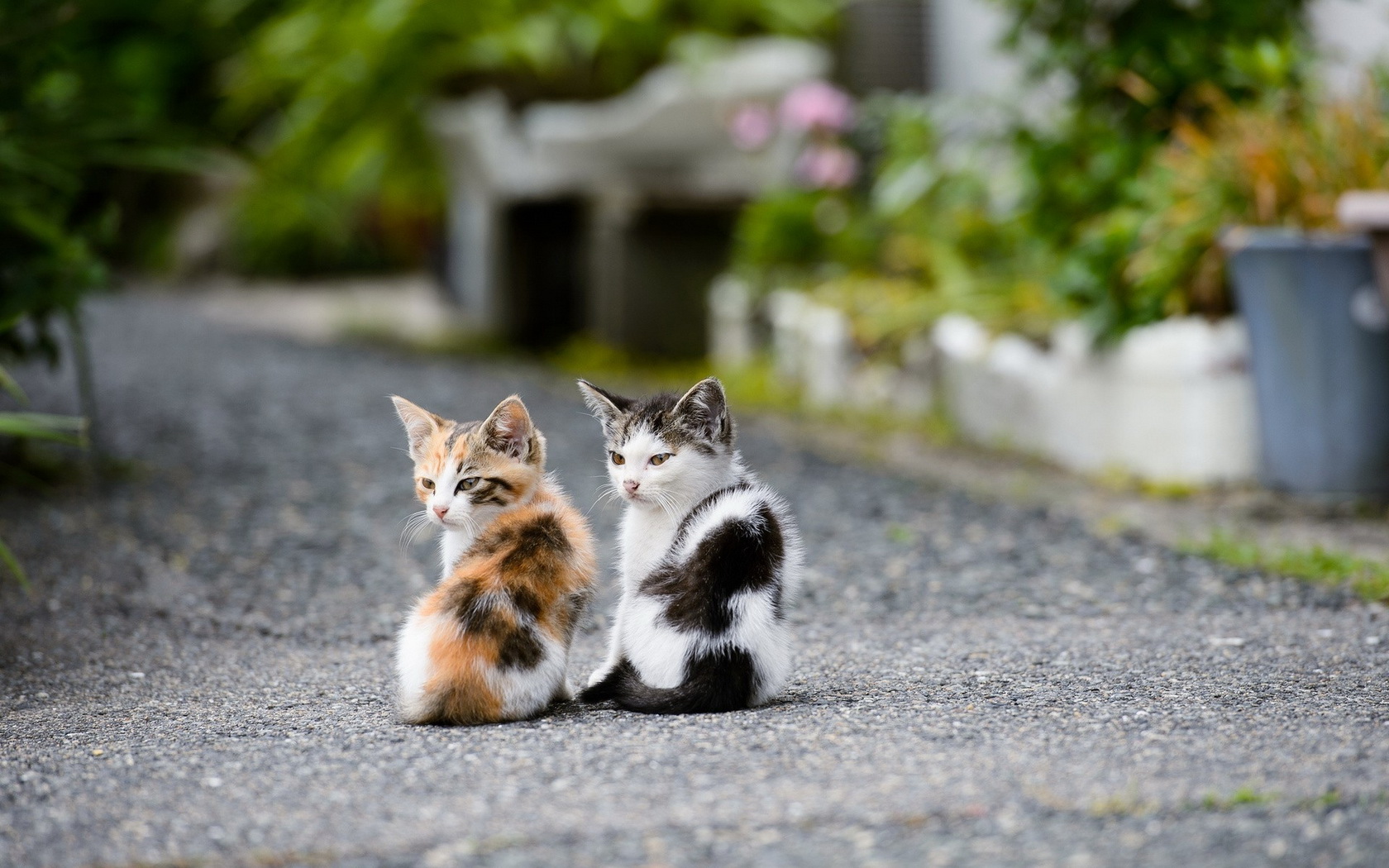 kittens Wallpaper