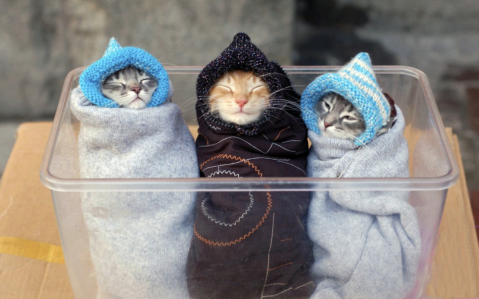 sleeping, Cats Wallpaper