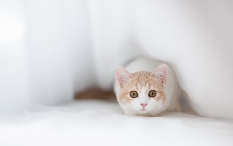 kitty HD Wallpaper Desktop Background