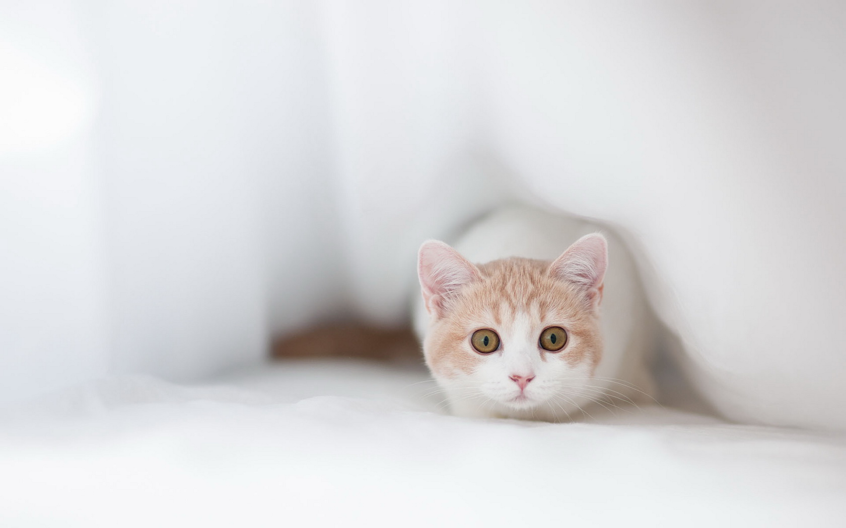 kitty Wallpaper