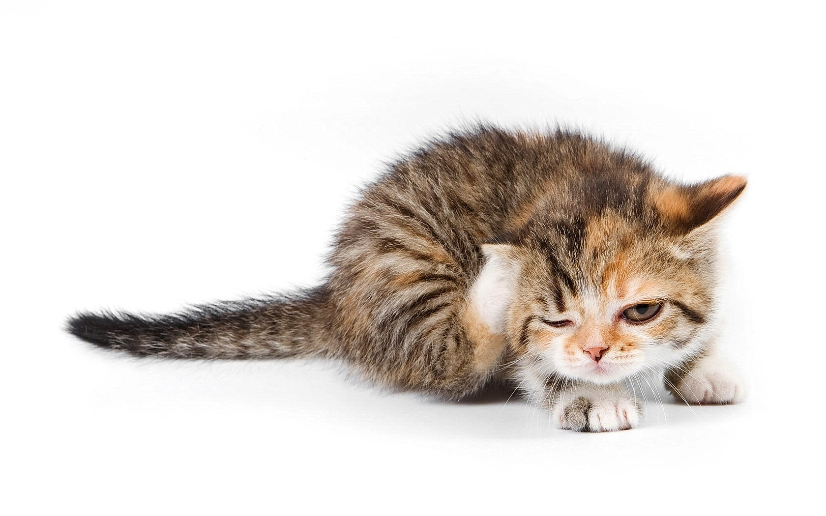 kitty Wallpaper