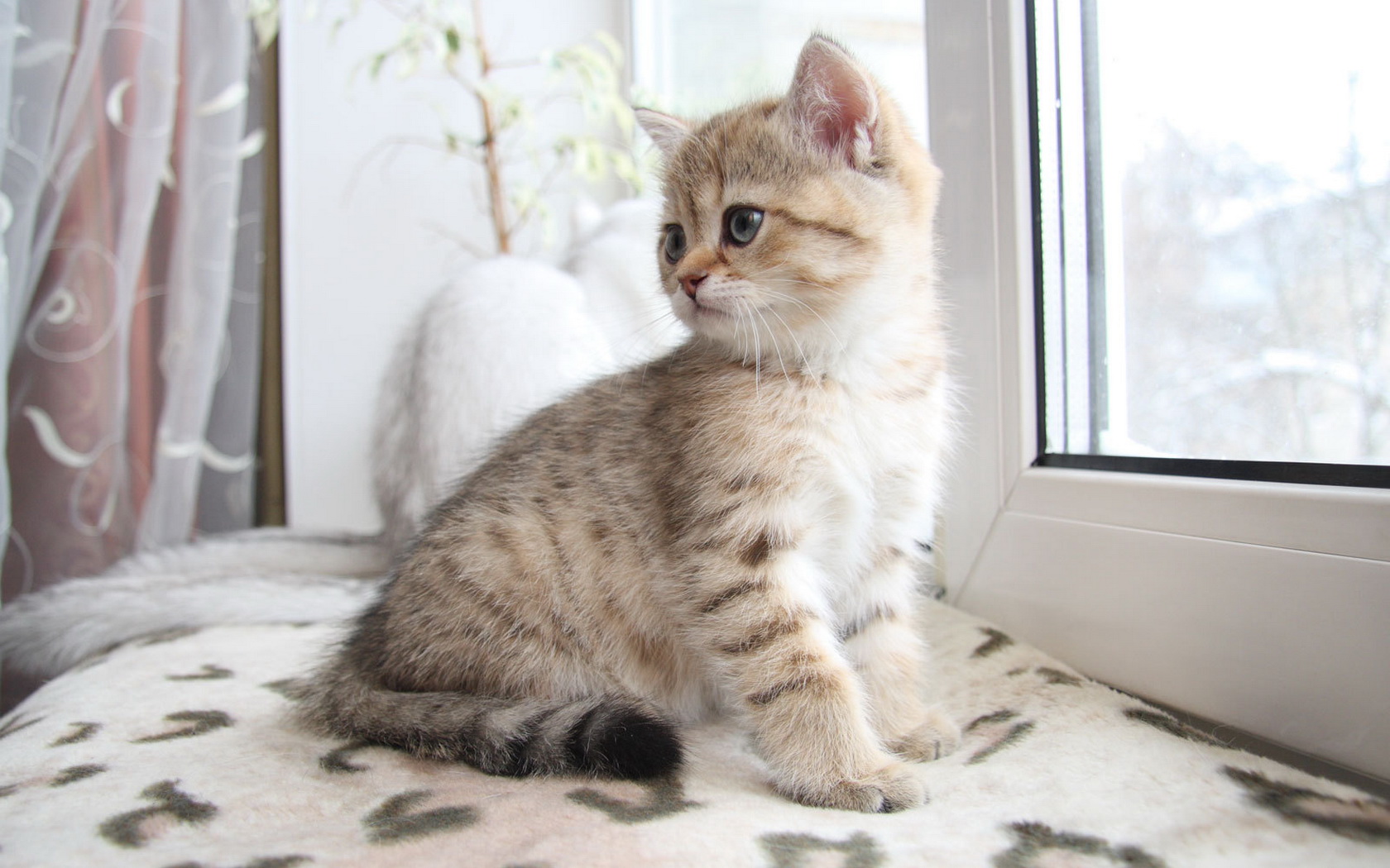 kitty Wallpaper