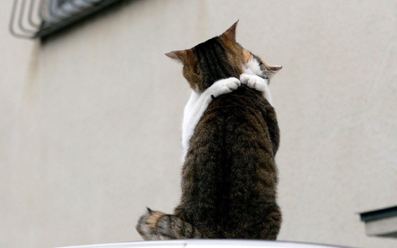 cats, Hug Wallpaper