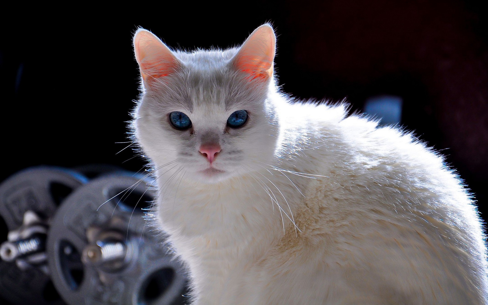Анатолийская кошка фото