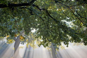 light, Tree, Leaves