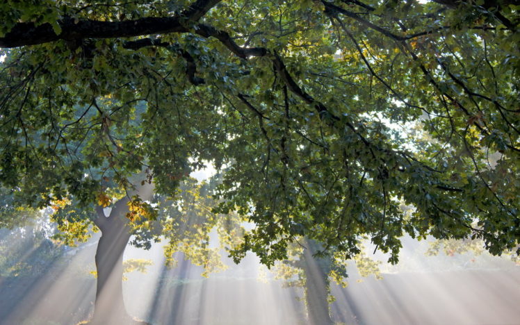 light, Tree, Leaves HD Wallpaper Desktop Background