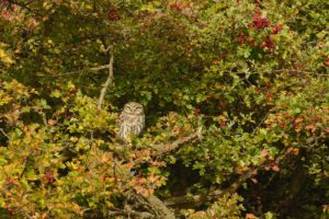 owl, Bird, Tree, Hawthorn