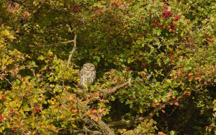 owl, Bird, Tree, Hawthorn HD Wallpaper Desktop Background