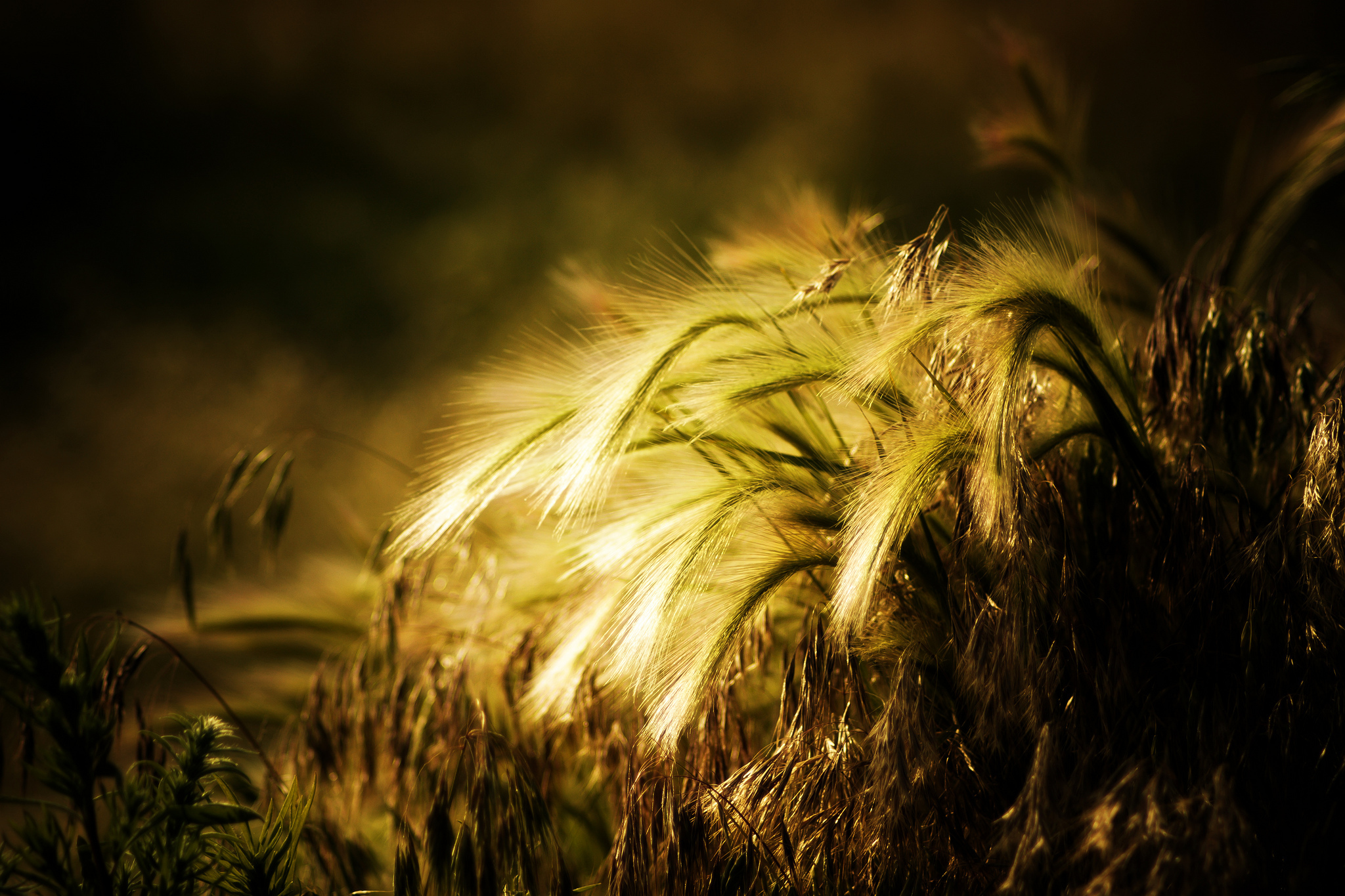 plant, Wheat, Rye, Ears, Bokeh Wallpaper