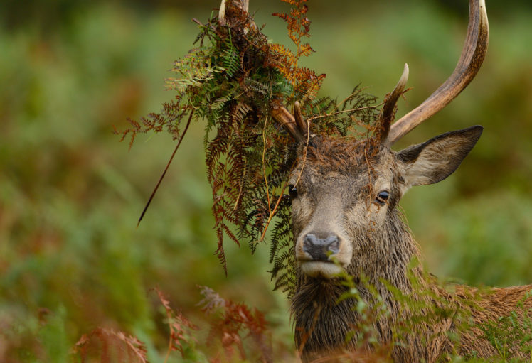 red, Deer, Eyes, Horns, Grass HD Wallpaper Desktop Background