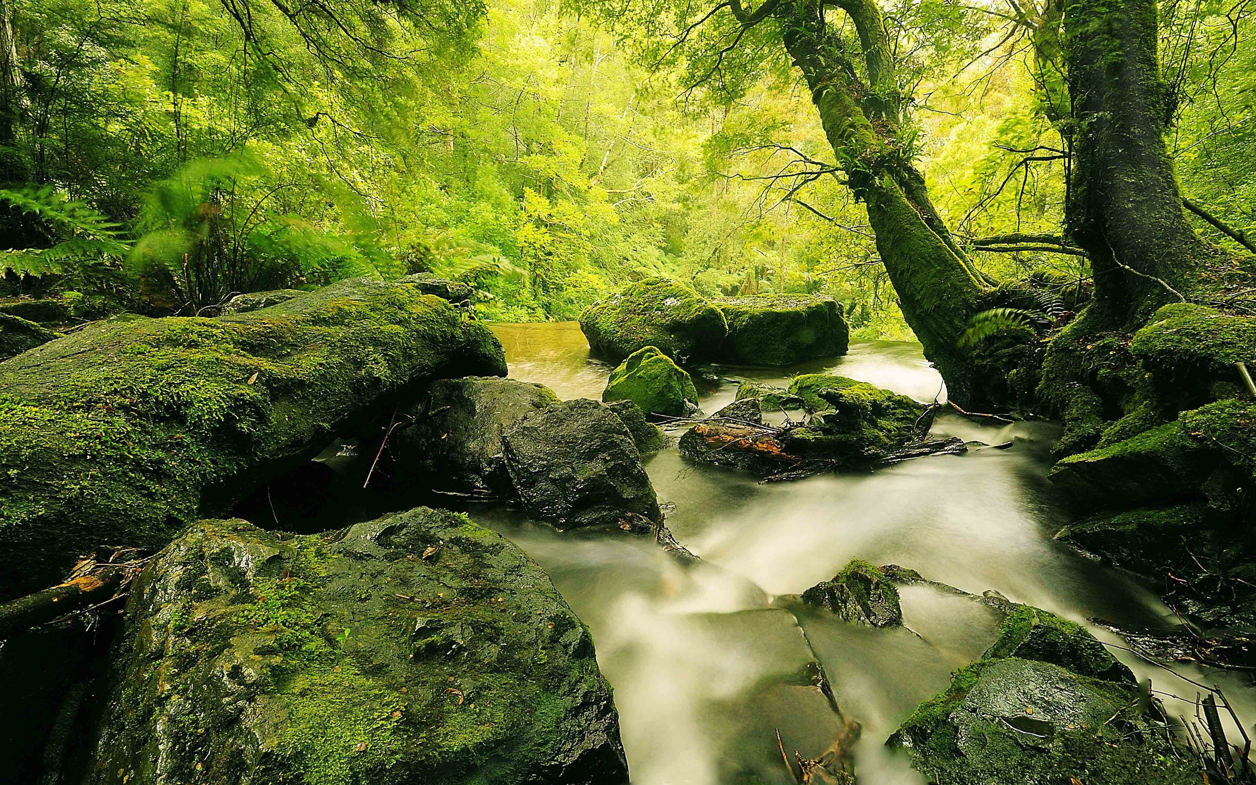 river, Forest, Rocks, Nature Wallpaper