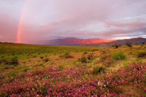 sunset, Prairie, Shrubs, Grass, Flowers, Hills, Rainbow