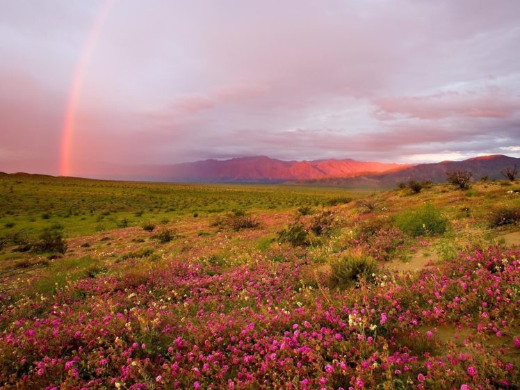 sunset, Prairie, Shrubs, Grass, Flowers, Hills, Rainbow HD Wallpaper Desktop Background