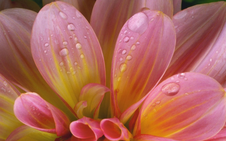 tenderness, Flower, Drops HD Wallpaper Desktop Background