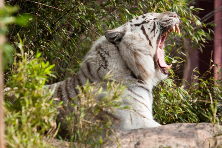tiger, Wild, Cat, Yawns, Jaws, Teeth, Profile HD Wallpaper Desktop Background