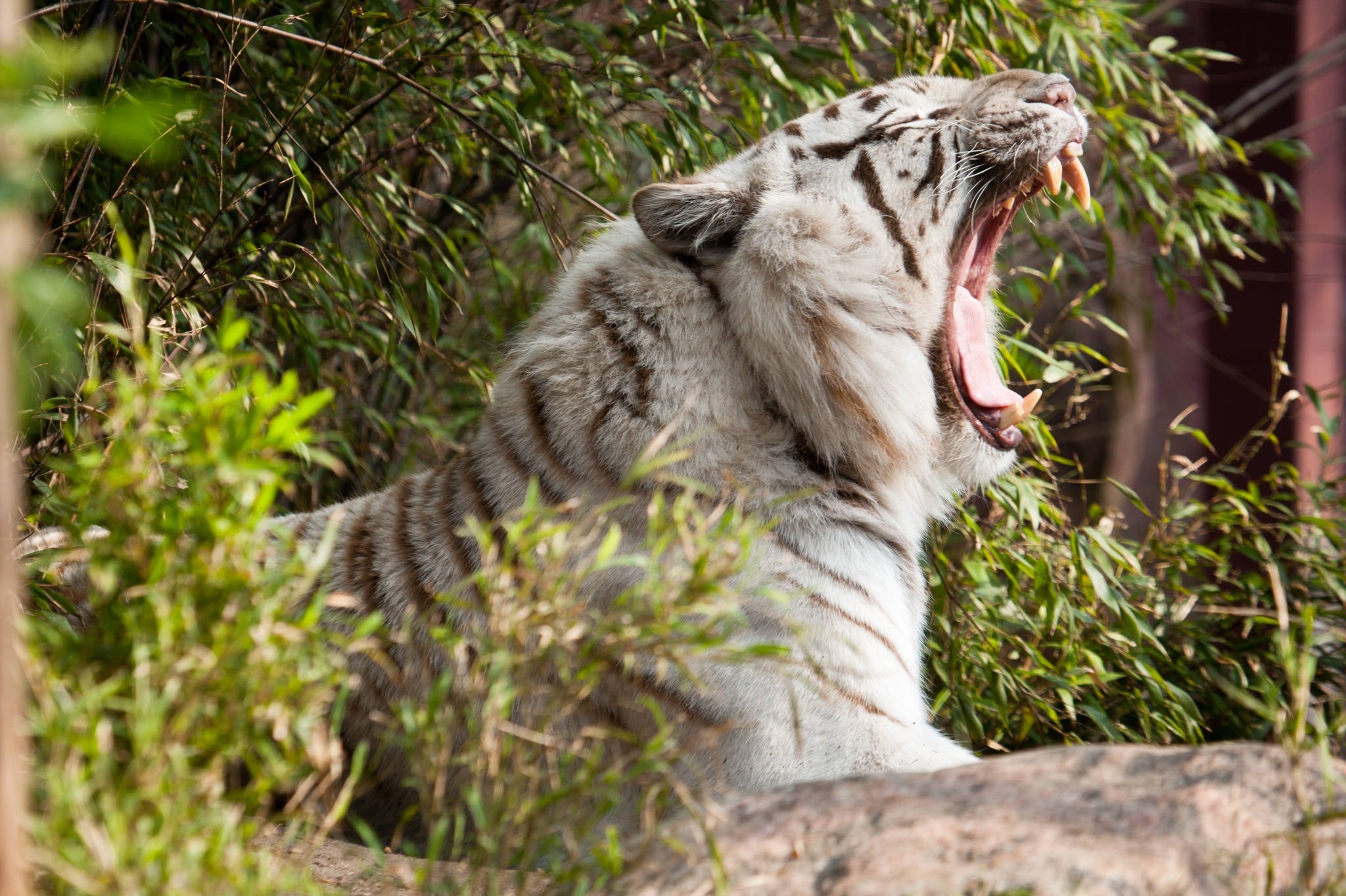 tiger, Wild, Cat, Yawns, Jaws, Teeth, Profile Wallpaper