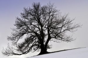 tree, Winter, Snow, Kroon