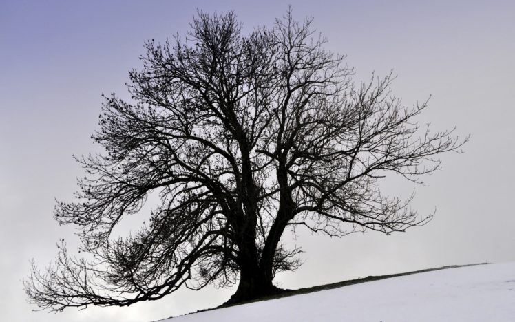 tree, Winter, Snow, Kroon HD Wallpaper Desktop Background