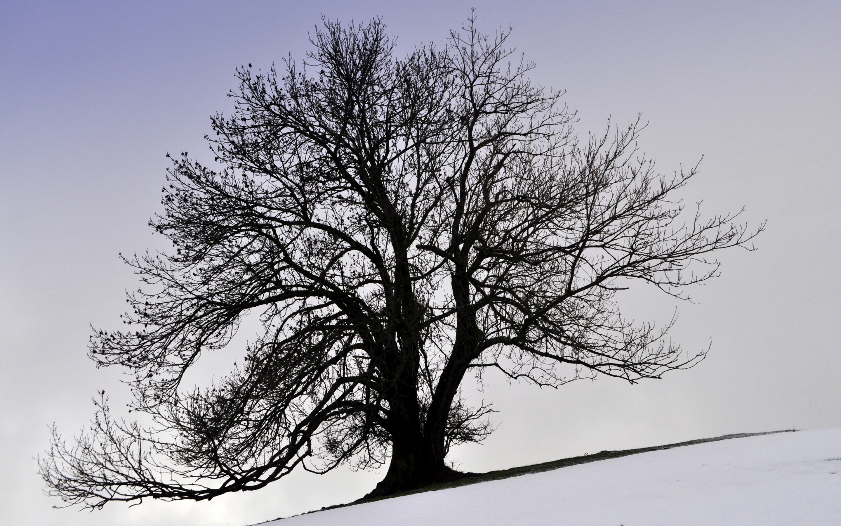 tree, Winter, Snow, Kroon Wallpaper