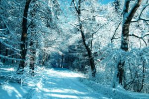 trees, Frost, Forest, Road, Snow, Winter